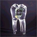 1024325556-tooth.jpg
